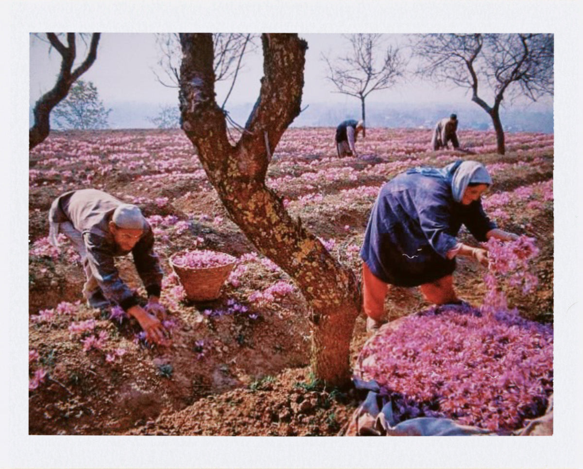 Kashmiri Saffron Farm In Pampore Kashmir